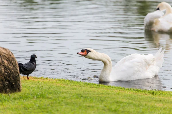 White swan floating on water surface near green grass bank — Stock Photo, Image