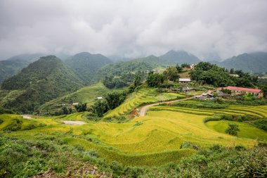 Yeşil pirinç alan kedi kedi Köyü, Sapa, Vietnam
