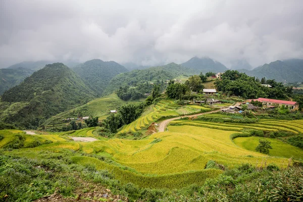 Yeşil pirinç alan kedi kedi Köyü, Sapa, Vietnam