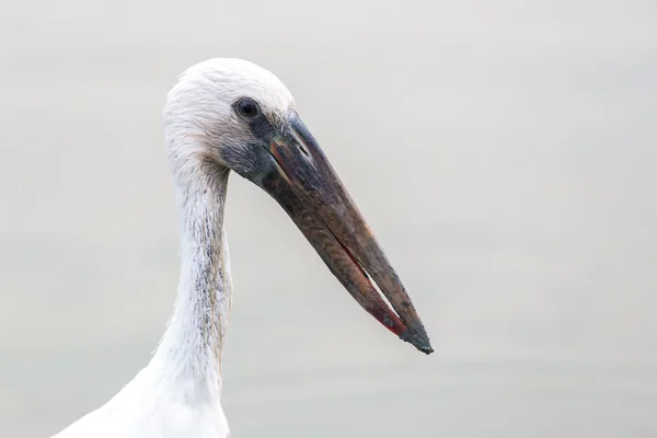 Fechar o foco na cabeça e pescoço do pássaro de bico longo — Fotografia de Stock