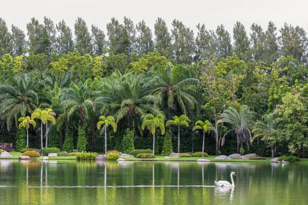 Lago verde com cisne nadando cercado por coqueiro — Fotografia de Stock
