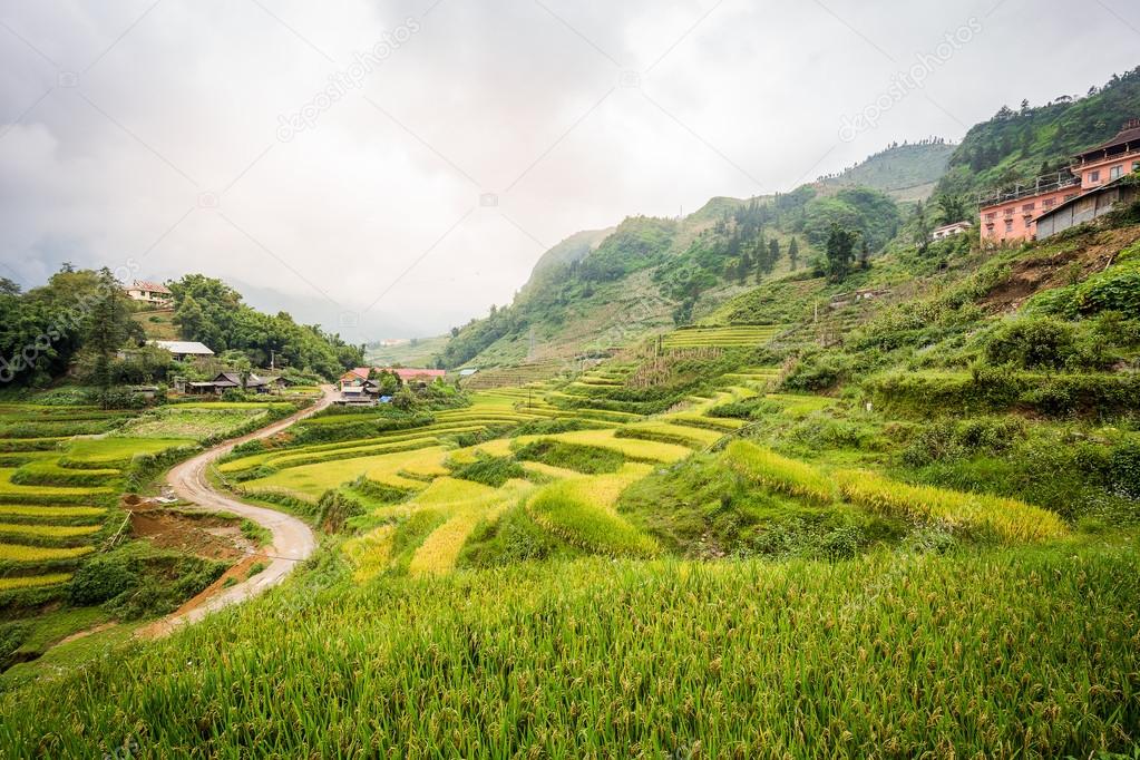 Green rice terrace in Cat Cat village, Sa Pa, Vietnam