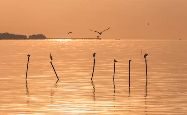 Чайки на поверхности воды утром — стоковое фото