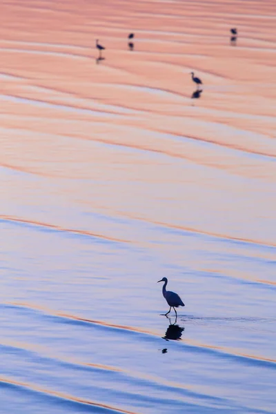 Silhouet zilverreiger wandeling op kleurrijke wateroppervlak — Stockfoto