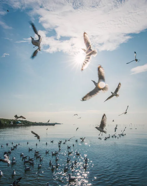 Seagulls try to eat food in the air — Stock Photo, Image