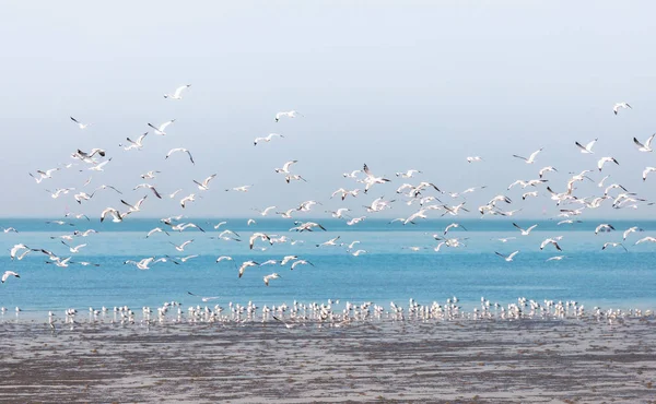 Group of seagulls fly over water surface — Stock Photo, Image