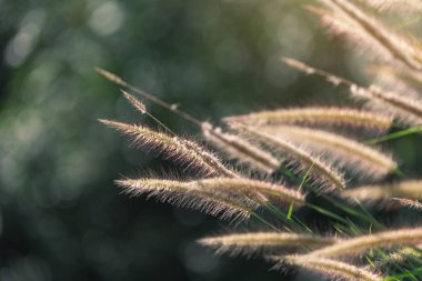 Turuncu çiçekli ot ile bulanık koyu arka plan