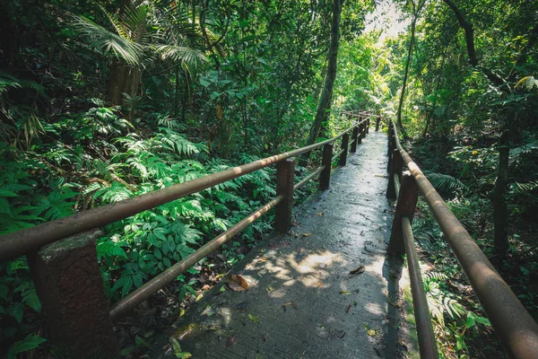 熱帯林の中の長い散歩道 — ストック写真