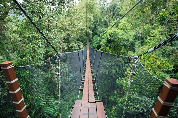 Puente peatonal árbol superior — Foto de Stock