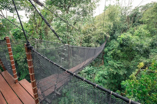 Puente peatonal árbol superior — Foto de Stock