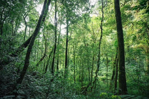 Forêt tropicale à feuilles persistantes — Photo