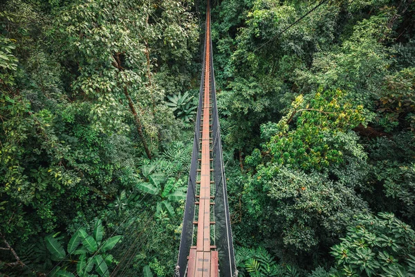 Ponte suspensa dentro da floresta sempre verde — Fotografia de Stock