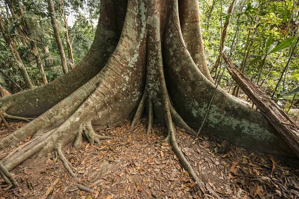 Base du grand arbre — Photo