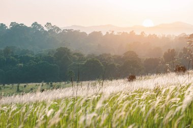Çiçek çim sahası gündoğumu ile