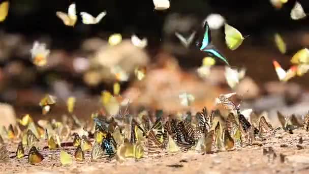 Latający kolorowy motyl — Wideo stockowe