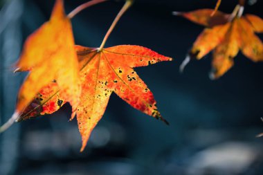 Turuncu akçaağaç yaprağı ile karanlık yer ölmeyi yakın odak