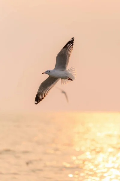 นกนางนวลลอยอยู่เหนือชายหาดพระอาทิตย์ขึ้น — ภาพถ่ายสต็อก