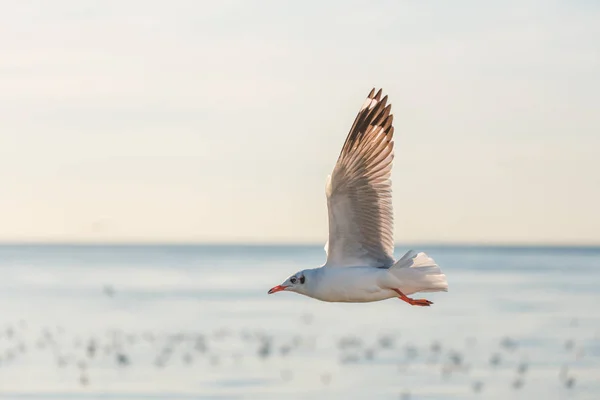 Flying seagull over sea suface — Stock Photo, Image