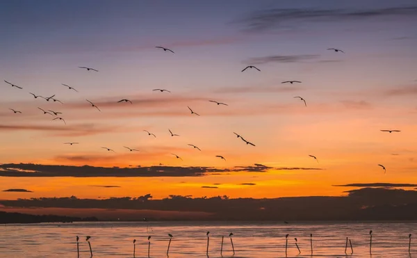 Утренняя сцена летающих чаек — стоковое фото