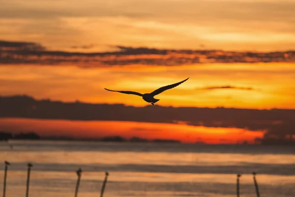 Silhouetted flying seagull with sunrise scene — Stock Photo, Image