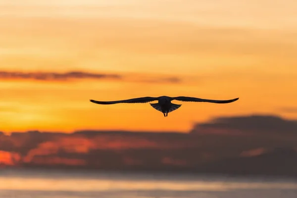 Silhouetted flying seagull with sunrise scene — Stock Photo, Image