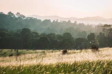 Güneş ışığı ile sis/EC tropikal orman