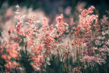 Serin ton renginde kırmızı çiçek otu