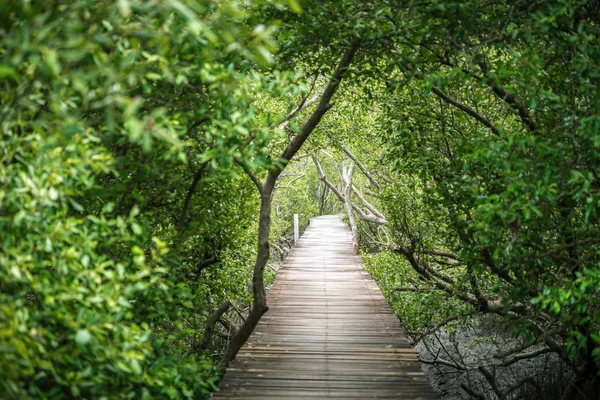 Pasarela dentro del bosque verde de manglares — Foto de Stock