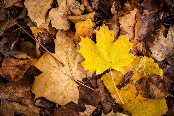 Gelbes Ahornblatt auf braunen Blättern — Stockfoto