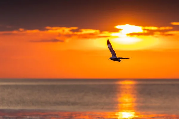 Силуэт чайки свободно летит на восходе солнца. . — стоковое фото