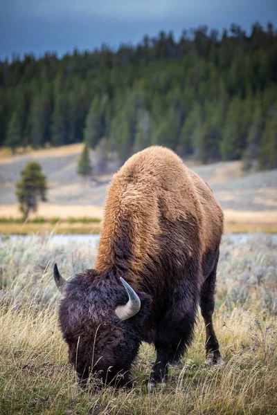 Amerikansk bisonoxe äter gräs i Yellowstone National Park. — Stockfoto