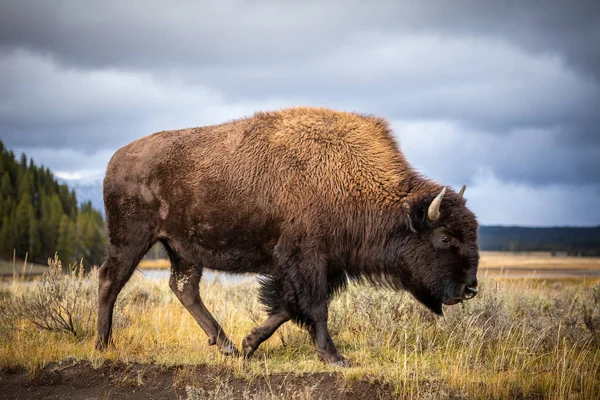 Amerikansk bisongång och letar efter mat i Yellowstone Natio — Stockfoto