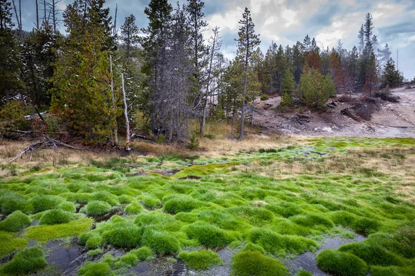 Green grass area inside Yellowstone National Park.