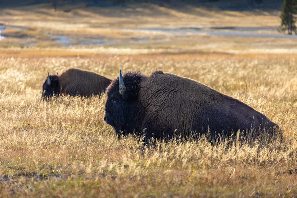 Amerikanska bisoner i gräs fält i Yellowstone National Park. — Stockfoto