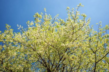 Yeşil dalda beyaz sakuranın genişlemesi.