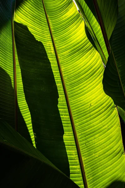 Astratto di ombra di foglia di banana sopra la sua foglia verde . — Foto Stock