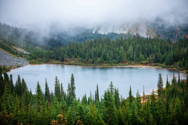 Bosques de pino con río de piedra en el Monte Rainier . —  Fotos de Stock