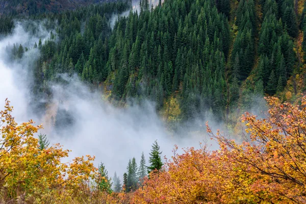 Bosque tropical en otoño con niebla voladora . —  Fotos de Stock