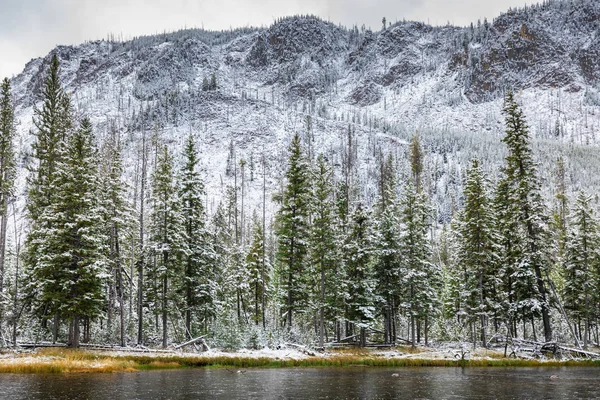 Yellowstone 'daki çam ormanı karla kaplı..