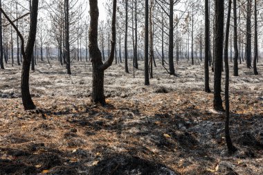 Sıcak sıcaklık ve yaz mevsimi yağmuru eksikliği nedeniyle kurak ağaçlar, tropikal yağmur ormanları Phu Kradueng, Loei, Tayland.