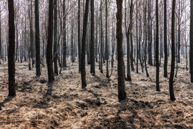 Sıcak sıcaklık ve yaz mevsimi yağmuru eksikliği nedeniyle kurak ağaçlar, tropikal yağmur ormanları Phu Kradueng, Loei, Tayland.