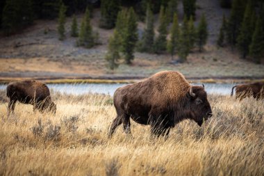 Kahverengi kürklü Amerikan bizonları Yellowstone Ulusal Parkı, Wyoming, ABD 'de dolaşıp kuru ot yiyorlar..