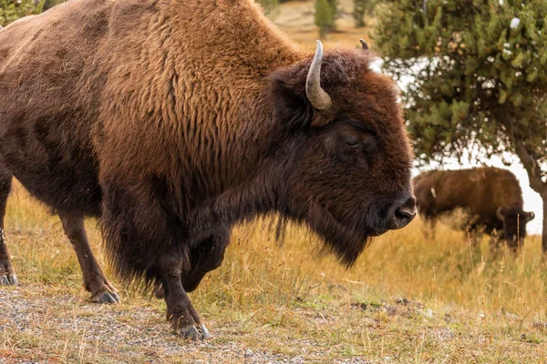 Hälften Kropp Porträtt Amerikanska Bisoner Med Bruna Lurviga Promenader Och — Stockfoto