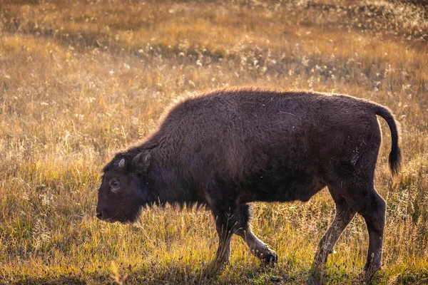 Baby Amerikansk Bisonoxe Runt Och Äta Torrt Gräs Fältet Yellowstone — Stockfoto