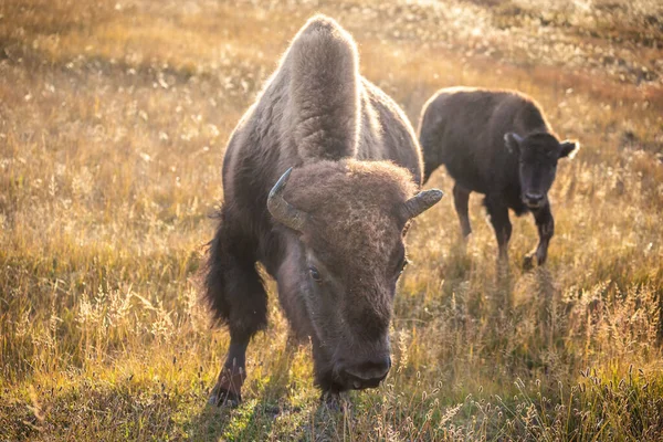 Porträtt Amerikansk Bisonoxe Med Brunt Lurviga Promenader Och Äta Torrt — Stockfoto