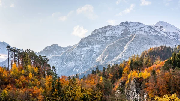 Snow-capped mountain with colorful of tree in forest of Interlaken, Switzerland. Early winter of November 2019, snow start to cover mountain area with cold temperature.