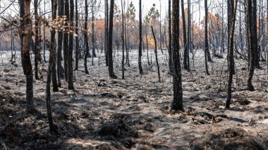Phu Kradueng Ulusal Parkı, Loei, Tayland 'ın tropikal yağmur ormanlarında orman yangını sonucu yanan ağaçların ve çalıların manzarası.
