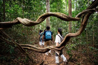 Khao Yai, Nakhon Ratchasima, Tayland - 1 Şubat 2020: Tayland Milli Parkı 'nda, Khao Yai Ulusal Parkı' nda küçük sırt çantalı bir grup insan tropikal yağmur ormanlarında yürüyüş yapıyor..