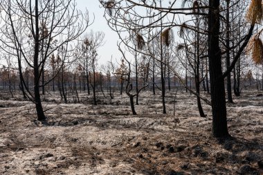 Phu Kradueng Ulusal Parkı, Loei, Tayland 'ın tropikal yağmur ormanlarında orman yangını sonucu yanan ağaçların ve çalıların manzarası.