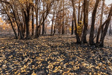 Phu Kradueng Ulusal Parkı, Loei, Tayland 'ın tropikal yağmur ormanlarında orman yangını sonucu yanan ağaçların ve çalıların manzarası.